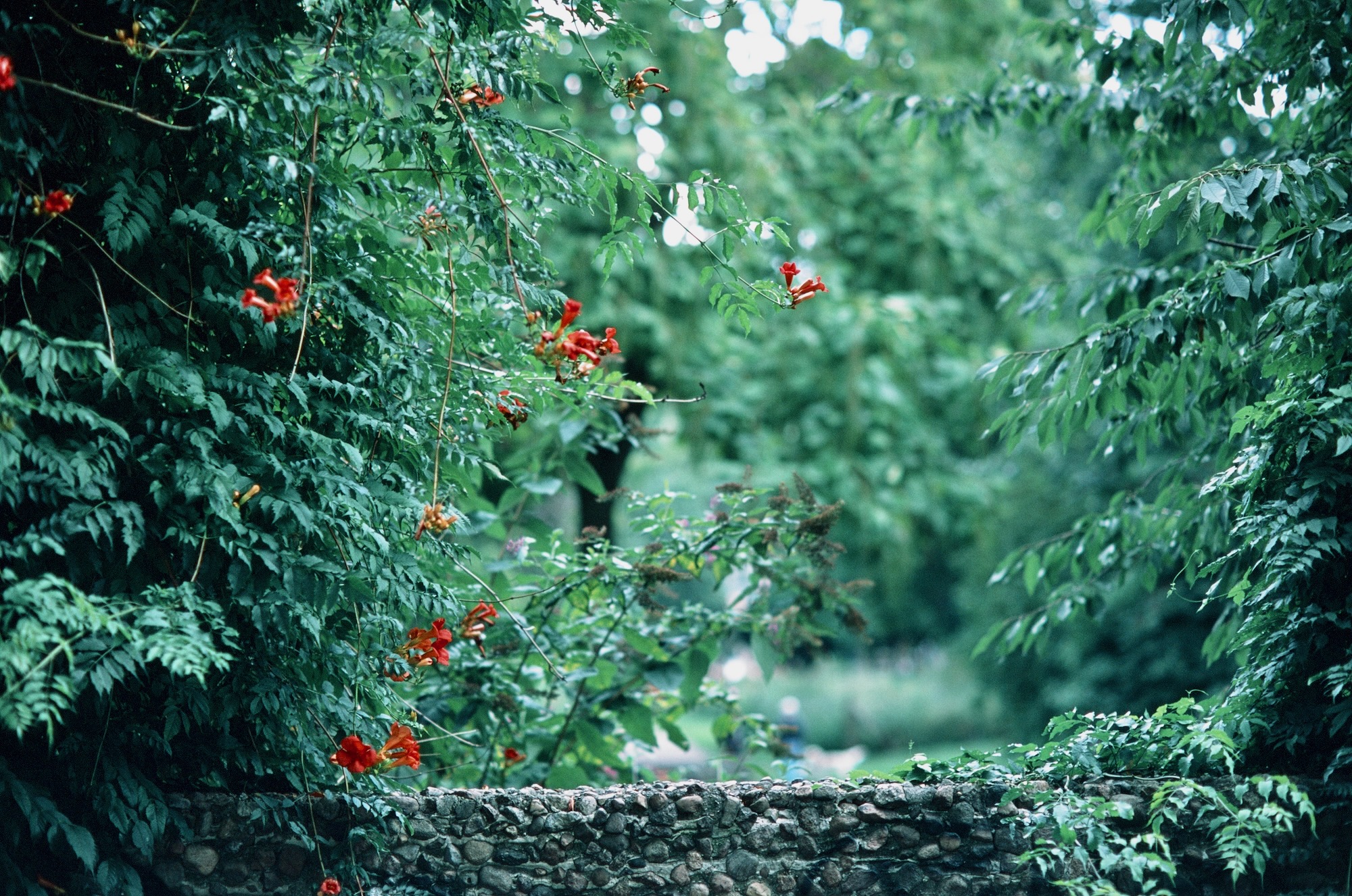 Berlin Jungle 