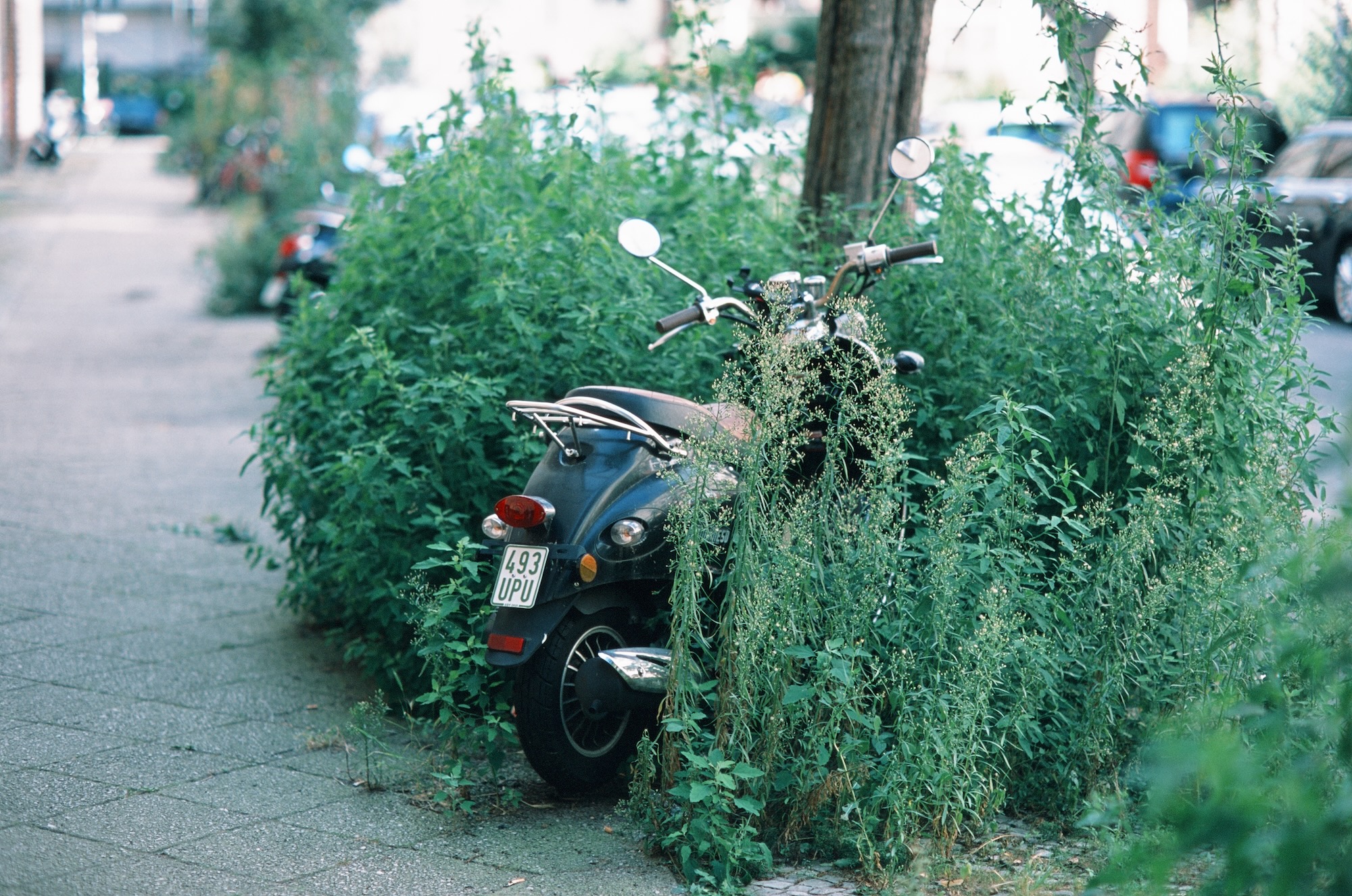 Berlin Jungle 