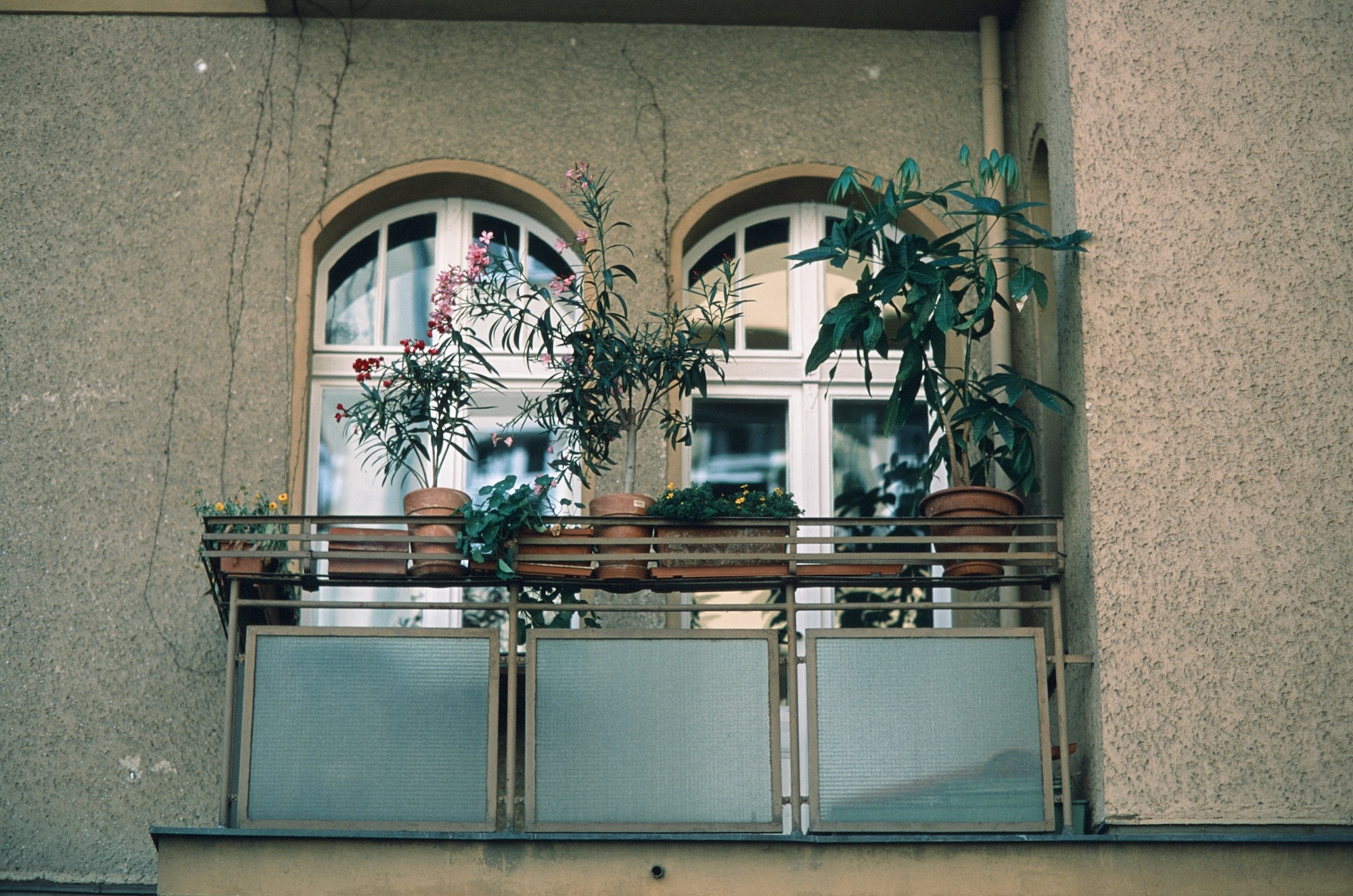 Berlin Jungle 