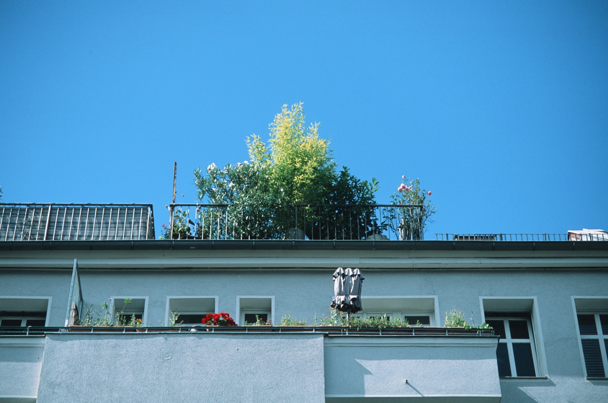 Berlin Jungle 