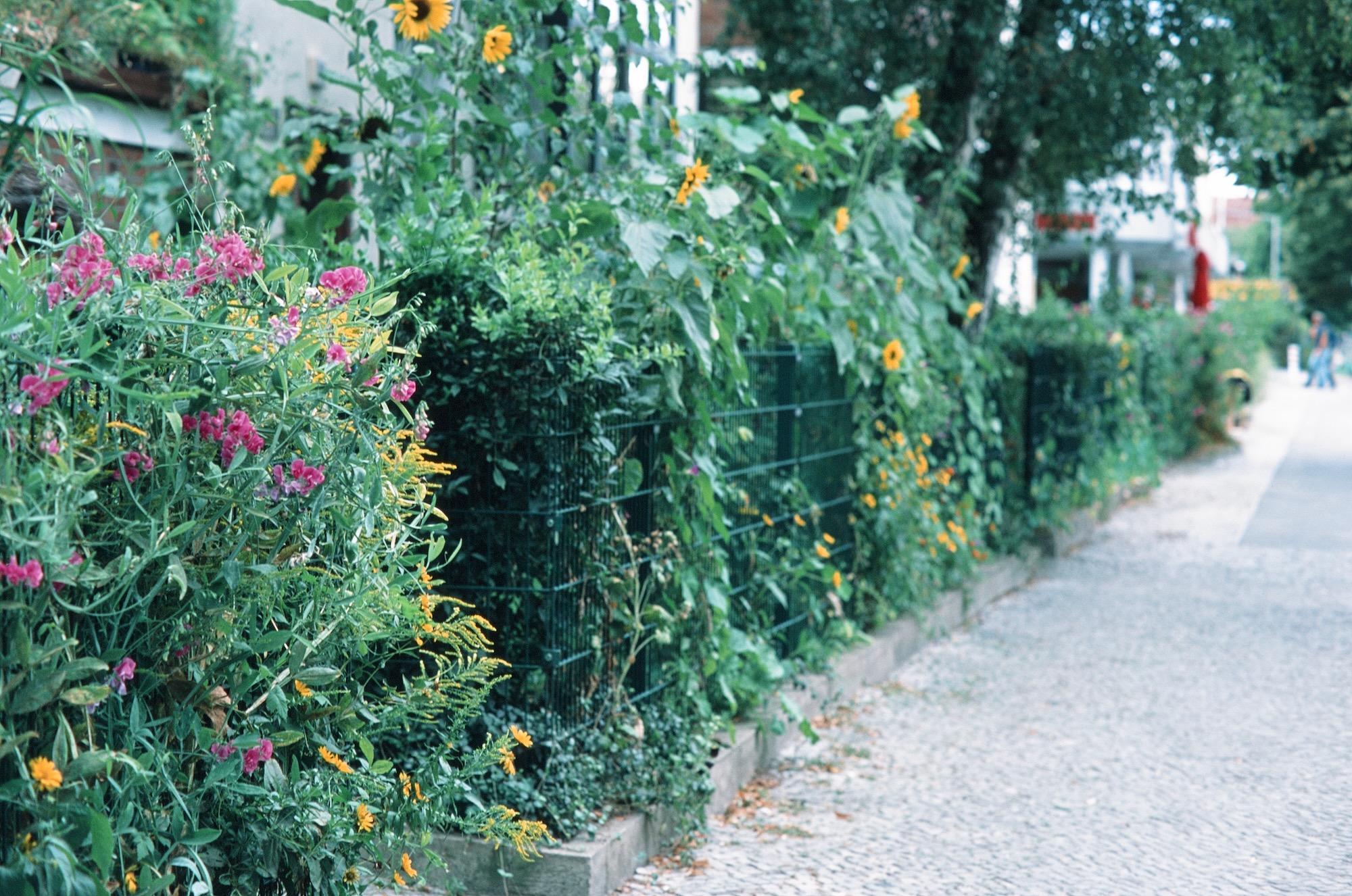Berlin Jungle 