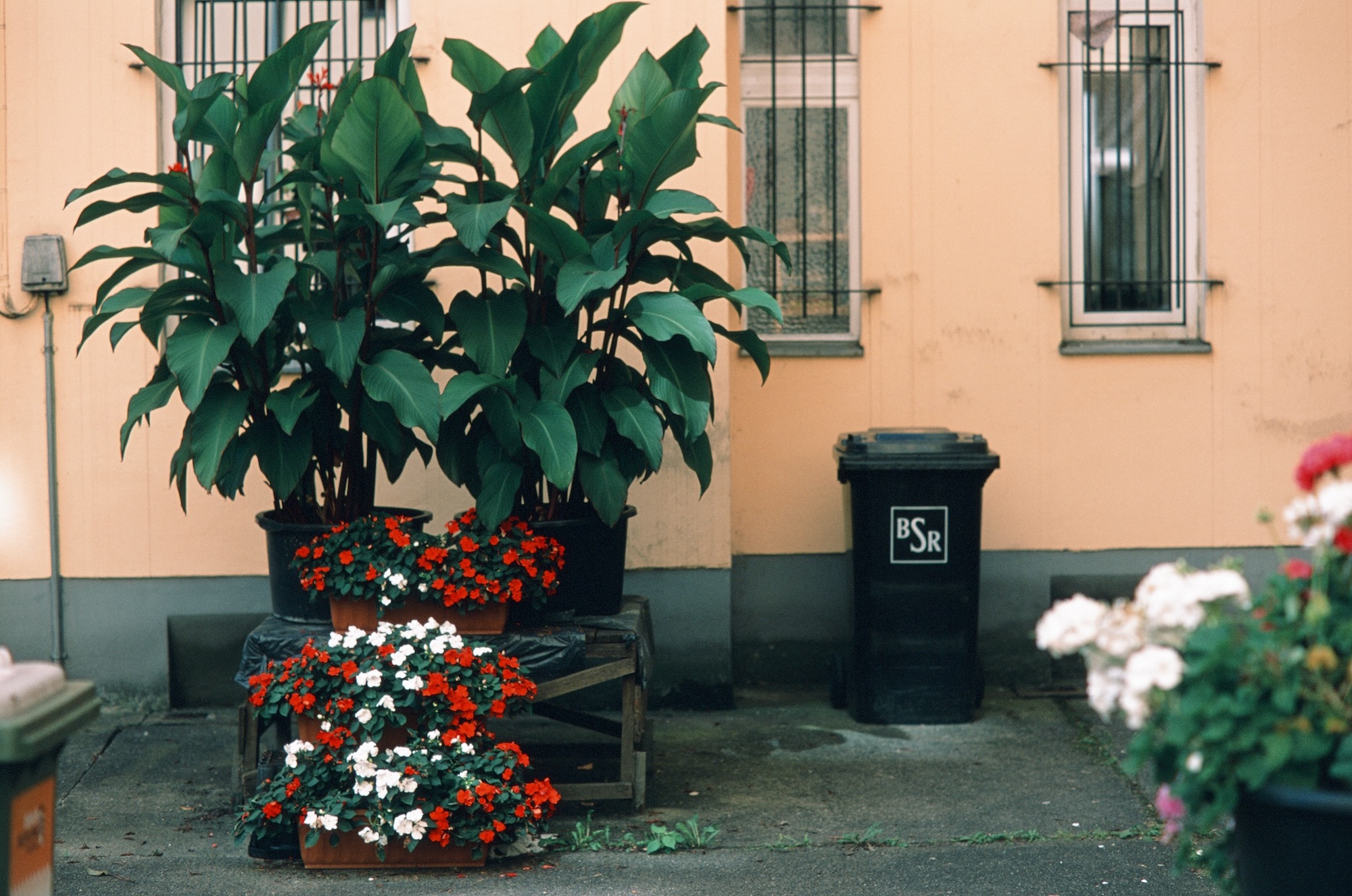 Berlin Jungle 